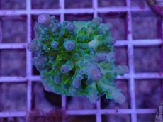 画像1: No.7 CE Acro Tortuosa (1)