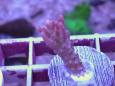 画像1: No.11 オーストラリア産 ストロベリーショートケーキ SSC (1)