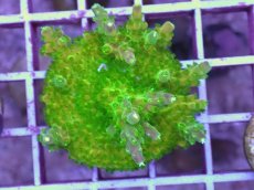 画像1: No.13 CE Acro Green Purple Meanie (1)