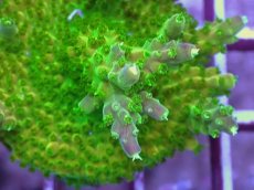 画像2: No.13 CE Acro Green Purple Meanie (2)