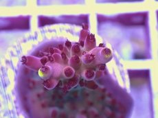 画像2: No.14 CE Acro Fox Flame (2)