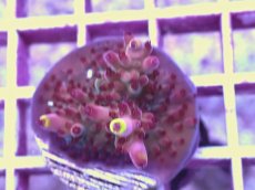 画像1: No.15 CE Acro Fox Flame (1)