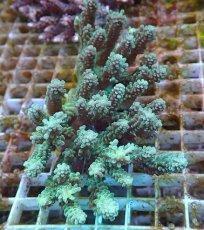 画像1: No.20 オーストラリア産 浅場ミドリイシ (1)