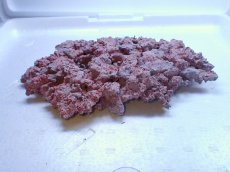 画像1: No.2 人工ライブロック 約0.85kg (1)