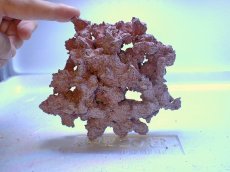 画像2: No.6 人工ライブロック 約0.3kg (2)