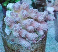 画像1: No.25 Sun Diving 浅場ミドリイシ (1)