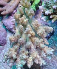 画像1: No.29 Sun Diving 浅場ミドリイシ (1)