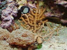 画像1: No.1 オーストラリア産 ヤギsp ウミアザミなど付き (1)