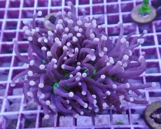 画像1: No.1 オーストラリア産 ブラックトーチ (1)