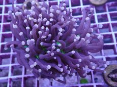 画像2: No.1 オーストラリア産 ブラックトーチ (2)