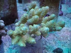 画像1: No.33 Sun Diving 浅場ミドリイシ (1)