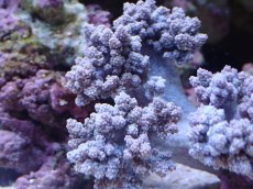 画像2: No.2 沖縄産 スジチヂミトサカ　薄パープル (2)