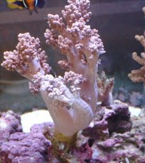 画像1: No.7 沖縄産 スジチヂミトサカ　薄パープル (1)
