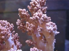 画像2: No.7 沖縄産 スジチヂミトサカ　薄パープル (2)