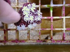 画像2: No.13 フィジー産 クダサンゴ (2)