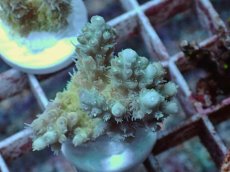 画像1: No.34 Sun Diving 浅場ミドリイシ (1)