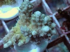 画像2: No.34 Sun Diving 浅場ミドリイシ (2)