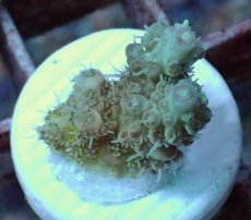 画像1: No.35 Sun Diving 浅場ミドリイシ (1)