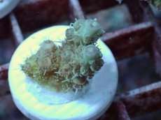 画像2: No.35 Sun Diving 浅場ミドリイシ (2)