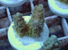 画像1: No.36 Sun Diving 浅場ミドリイシ (1)