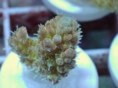 画像2: No.41 Sun Diving 浅場ミドリイシ (2)