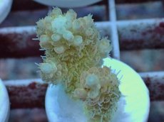 画像1: No.43 Sun Diving 浅場ミドリイシ (1)