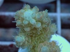 画像2: No.43 Sun Diving 浅場ミドリイシ (2)