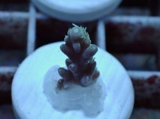 画像2: No.45 Sun Diving 浅場ミドリイシ (2)