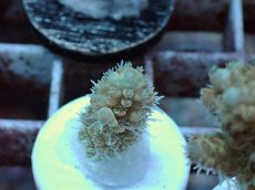 画像1: No.47 Sun Diving 浅場ミドリイシ (1)