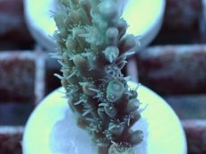画像2: No.49 Sun Diving 浅場ミドリイシ (2)
