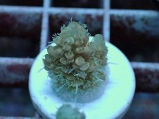 画像1: No.50 Sun Diving 浅場ミドリイシ (1)