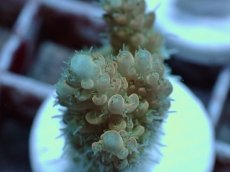 画像2: No.53 Sun Diving 浅場ミドリイシ (2)