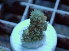 画像1: No.54 Sun Diving 浅場ミドリイシ (1)