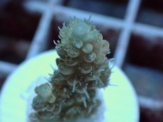 画像2: No.54 Sun Diving 浅場ミドリイシ (2)