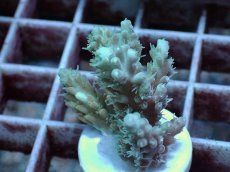 画像1: No.55 Sun Diving 浅場ミドリイシ (1)