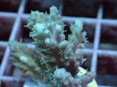 画像2: No.55 Sun Diving 浅場ミドリイシ (2)