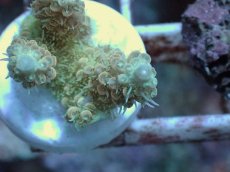 画像2: No.60 Sun Diving 浅場ミドリイシ (2)