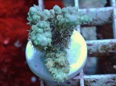 画像1: No.61 Sun Diving 浅場ミドリイシ (1)