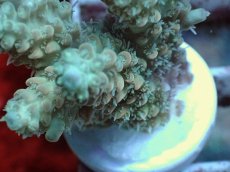 画像2: No.62 Sun Diving 浅場ミドリイシ (2)
