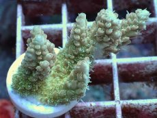 画像1: No.63 Sun Diving 浅場ミドリイシ (1)