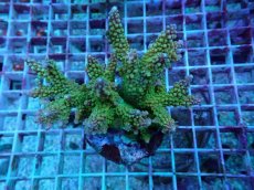 画像3: No.1 ナタレンシス (3)