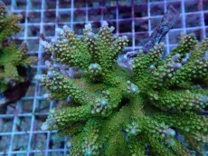 画像2: No.4 ナタレンシス (2)