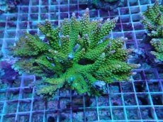 画像3: No.5 ナタレンシス (3)