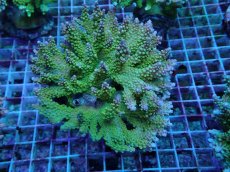 画像3: No.8 ナタレンシス (3)