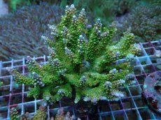 画像1: No.9 ナタレンシス (1)