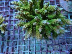 画像2: No.10 ナタレンシス (2)
