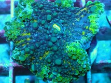 画像2: No.36 バブルディスクコーラル オーロラ・ソーラー・フリンジ (2)