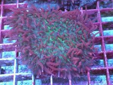 画像1: No.6 Velvet Tentacle Rhodactis(ベルベット・テンタクル・ロダクティス) (1)