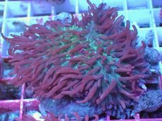 画像1: No.7 Velvet Tentacle Rhodactis(ベルベット・テンタクル・ロダクティス) (1)