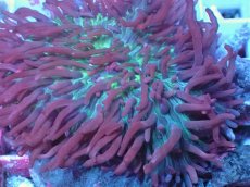 画像2: No.7 Velvet Tentacle Rhodactis(ベルベット・テンタクル・ロダクティス) (2)